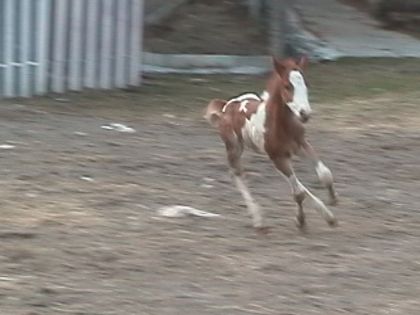 encors mon paint horse
