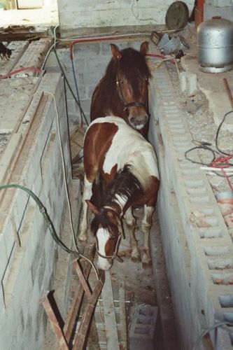 Voici les 2 chevaux d'un ami Belge.Ils avaient cassés la clôture...