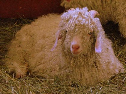 Une autre chèvre angoras. Lui c un petit male, il devait avoir 4...