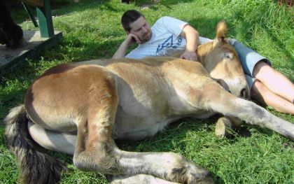 homme et cheval couchés