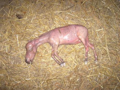 Fétus de cheval