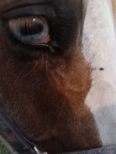Le doux regard de Sparky