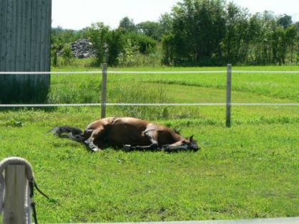 Hhuummm ce qu'on est bien dans l'herbe..