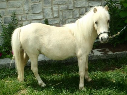 Eclipse, une palomino