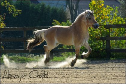 photo par SarahG-JN Norwegian Charlot qui s'amuse
