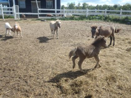 Les poulains qui profitent de la belle température
