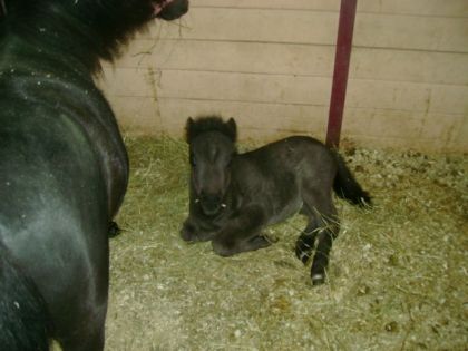 ça c'est le petit poney Whipet je devais le mettre il est...