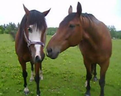 Kiki et Scott des chevaux merveilleux..