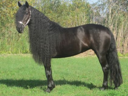 Magnifique jument Canadienne,  Milady