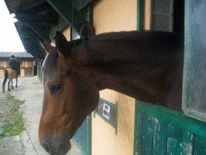 tuviens = un amour de double-poney *_* je t'aime