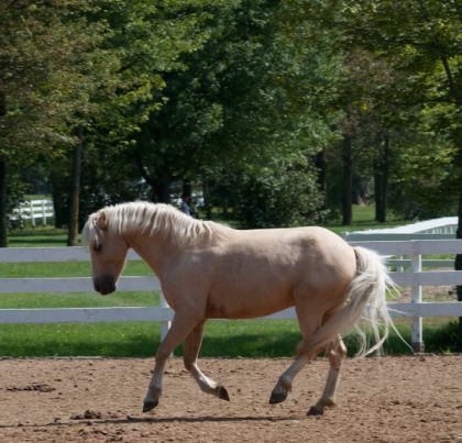 photo par rapso5 C'est un beau petit galop ça