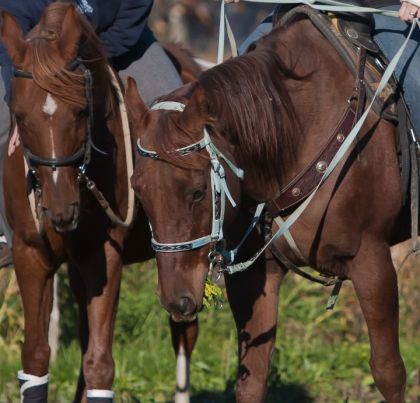 mes 2 chevaux au travail, mais pas trop fort lol