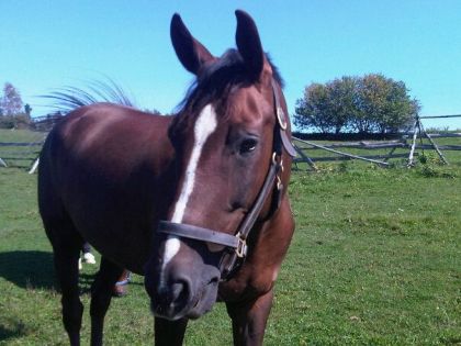 Un poney qui est rendu pas mal gros depuis qu'il est en vacances...