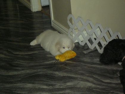 ma petite cocotte, qui n,a toujours pas de nom...