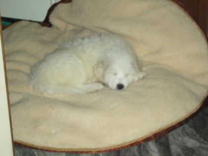 Une autre de mon puppy couché sur son lit
