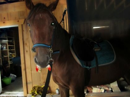 mon cheval vampire :D 