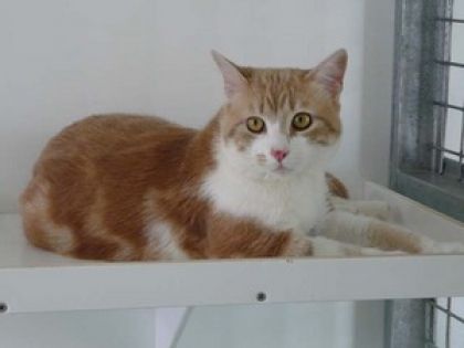 C'est mon chat ! Il s'appelle Niouky 