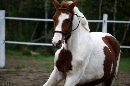 Pepito <3