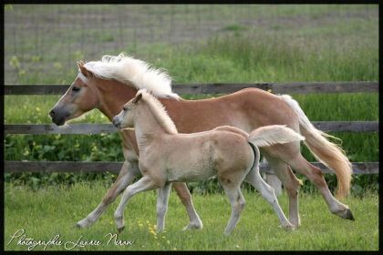 Haflinger en liberté