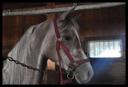 Gros b&eacute;b&eacute; Shalim d'amour <3