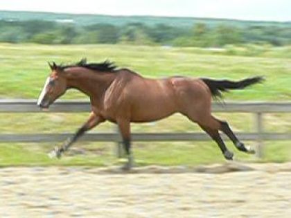 Thoroughbred power !! son instinct de galopeur est pas encore...