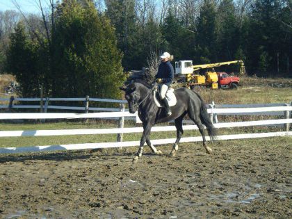 Entrainement d'un cheval Oldenburg