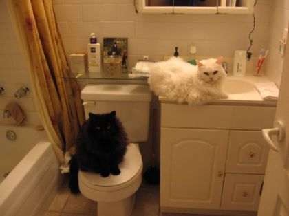 Deux chats dans la salle de bain