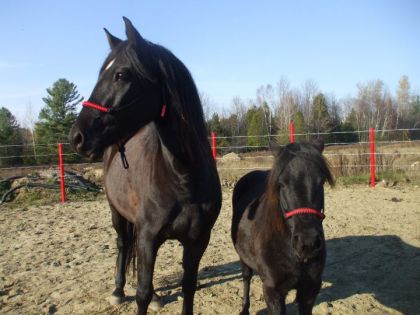 Les 2 belles noir avec leurs licous rouge que j,ai fait!