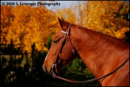 Portrait automnal de mon gros Axellou (L) 