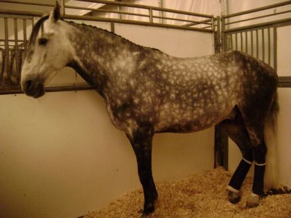 un des chevaux de cavalia 2011