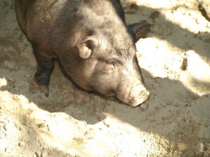 cochon .. et il va le rester