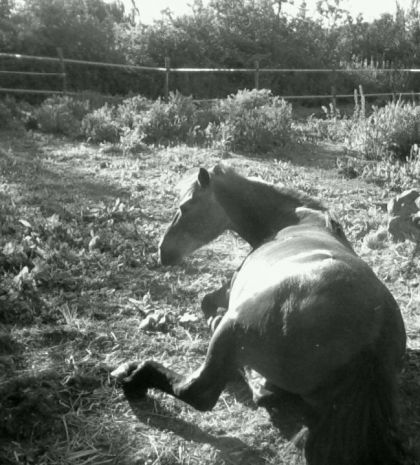 Mon poney qui fait sa sieste <3 