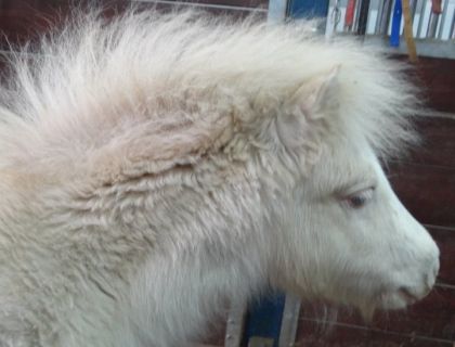 Une belle tête de lionne, n'est-ce pas?