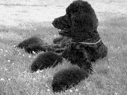 Mon chien !