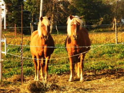 Mes 2 pony