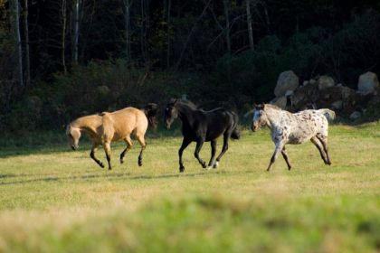 Mes chevaux qui s'amusent :D Elle est si belle la photo !