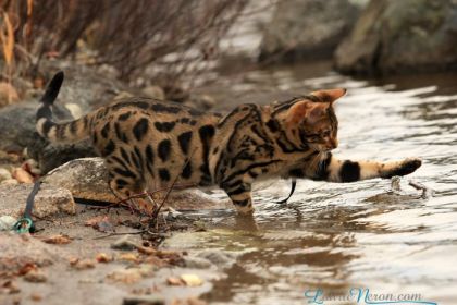 " Je veux ce truc qui flotte! je vais l'avoir!"   Moogly chaton...