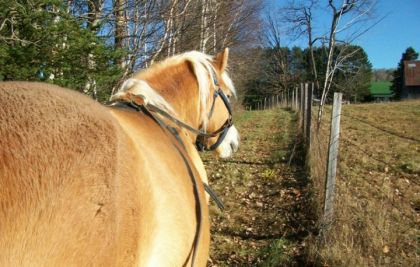 balade aux longues renes, préparation au poney-luge !