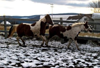 Mustang et Mabel qui s'amuse dans le ring lors de la première...