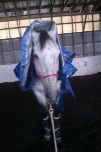 Mon cheval avec la bache sur tout le corp ! Moi qui croyais lui...
