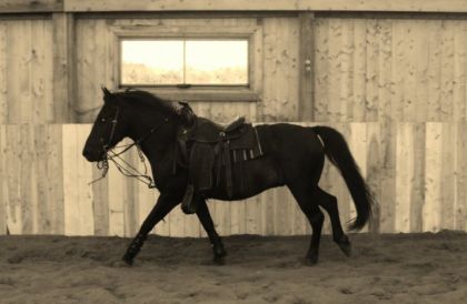 Mon Ti-Brin que j'aime tant!