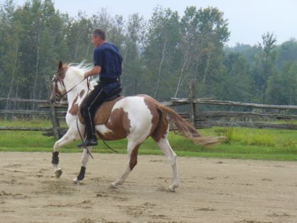 Un homme monte un paint horse