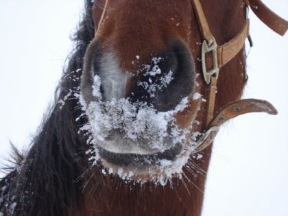 Gros nez plein de neige :P J'aime bien cette photo !