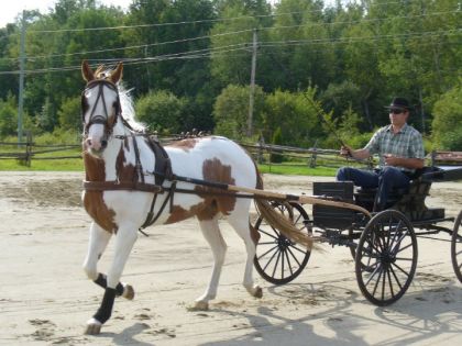 Cheval attelé à une voiture