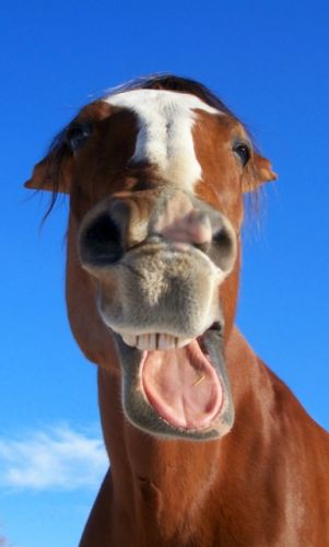 Heeee... à ce qui parait, mon nom est Jolly... XD