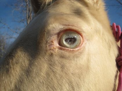 L'oeil a Camy !