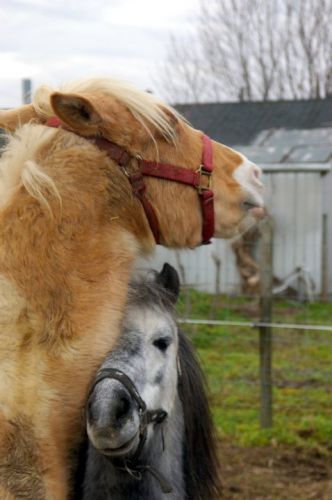 un  petit calin !