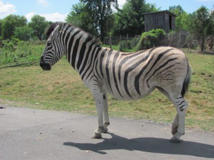 voici Renoir mon cheval adorée
