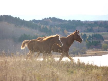 Miss Beauty Flicka et sa pouliche Shes Beauty Faith