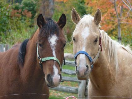 Call Me Big Fire et Hes Diamond Doc, 2 de mes futurit&eacute;s en barils